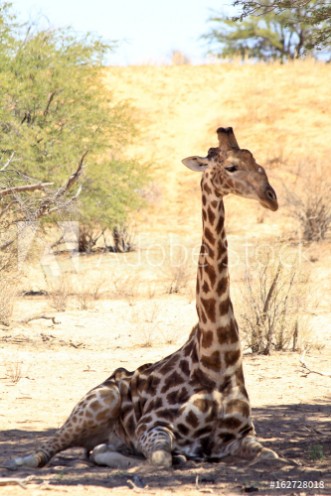 Picture of A giraffe sitting in the shade